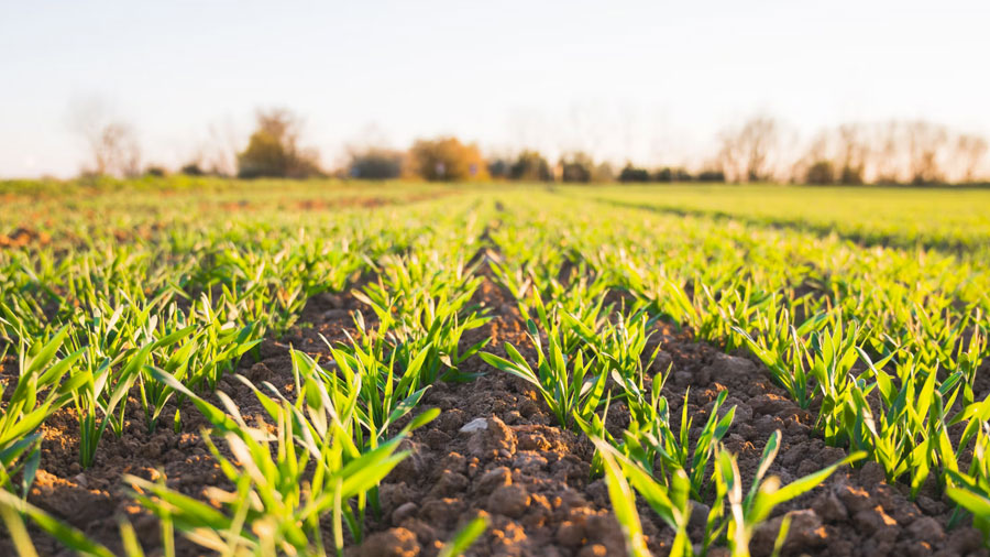 La sécurité alimentaire food-production